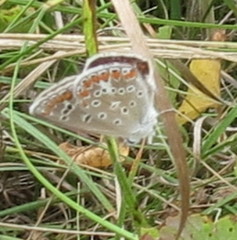 Polyommatus thersites