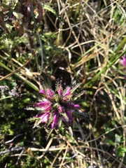 Pedicularis lanata