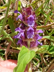 Prunella vulgaris vulgaris