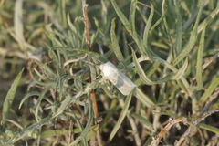 Copablepharon viridisparsa