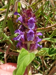 Prunella vulgaris vulgaris