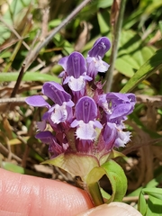 Prunella vulgaris vulgaris