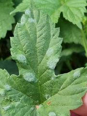 Podosphaera macularis