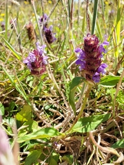 Prunella vulgaris vulgaris