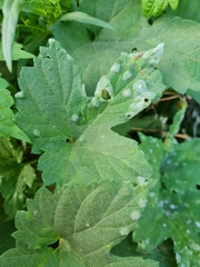 Podosphaera macularis