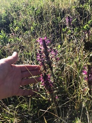 Pedicularis lanata