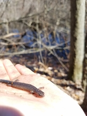 Plethodon cinereus