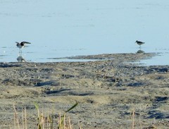 Calidris temminckii