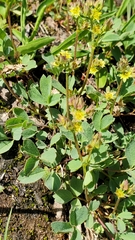 Sibbaldia procumbens