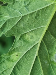 Podosphaera macularis