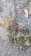 Epilobium clavatum