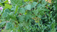 Ribes acerifolium
