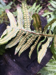 Polypodium glycyrrhiza