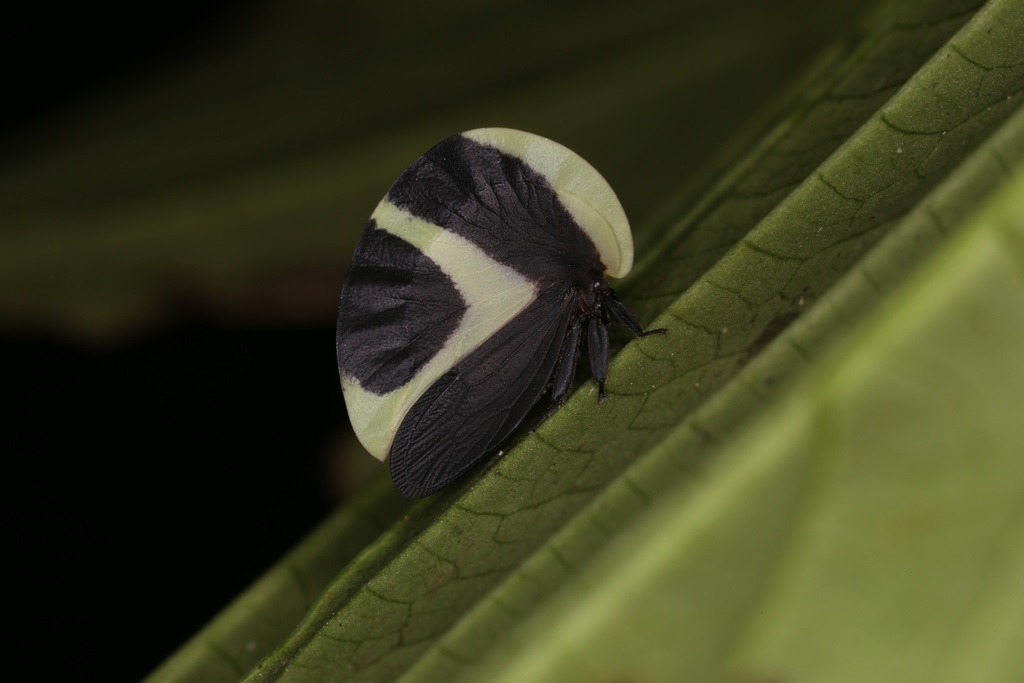 Membracis