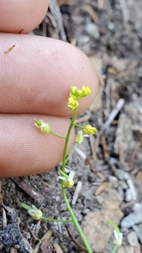 Draba stenoloba observed 2021-07-27