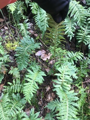 Polypodium glycyrrhiza