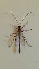 Enicospilus skeltonii