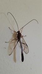 Enicospilus skeltonii