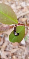 Limenitis arthemis astyanax
