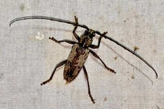 Enaphalodes niveitectus
