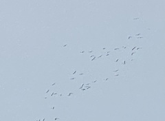 Pelecanus erythrorhynchos