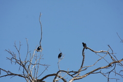 Sturnus unicolor