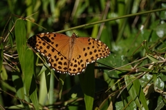 Anetia