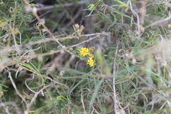 Ericameria palmeri