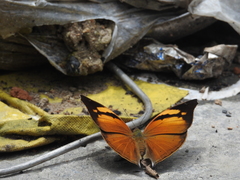 Doleschallia bisaltide