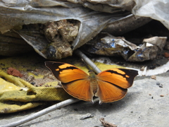 Doleschallia bisaltide