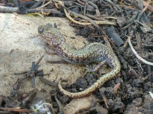 Sacramento Mountain Salamander, Aneides hardii