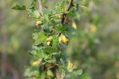 Ribes quercetorum