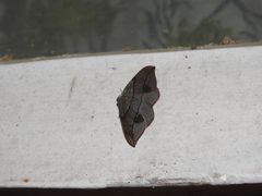 Hypochrosis hyadaria