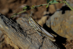 Euchorthippus pulvinatus