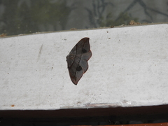 Hypochrosis hyadaria