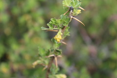 Ribes quercetorum