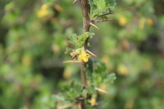 Ribes quercetorum