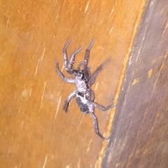 Scotophaeus