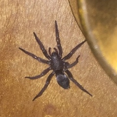 Scotophaeus