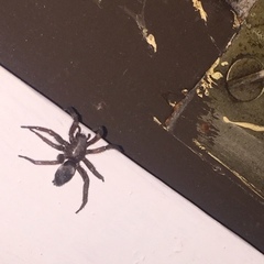 Scotophaeus