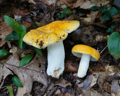 Russula ochroleucoides