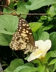 Papilio demoleus