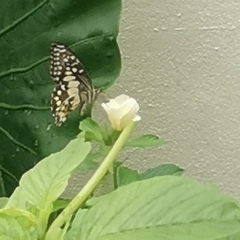 Papilio demoleus