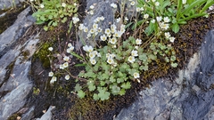 Romanzoffia sitchensis