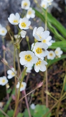 Romanzoffia sitchensis