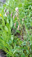 Anticlea occidentalis