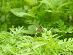 Pseudozizeeria maha maha