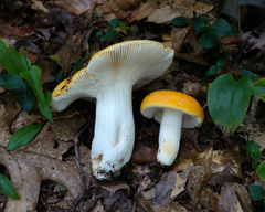 Russula ochroleucoides
