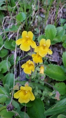 Erythranthe caespitosa