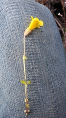 Erythranthe caespitosa